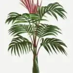 Vintage palm tree illustration (1878)