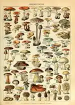 Adolphe Millot Champignons II