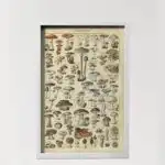 Adolphe Millot Champignons II - Image 3