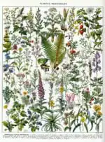 Plantes médicinales