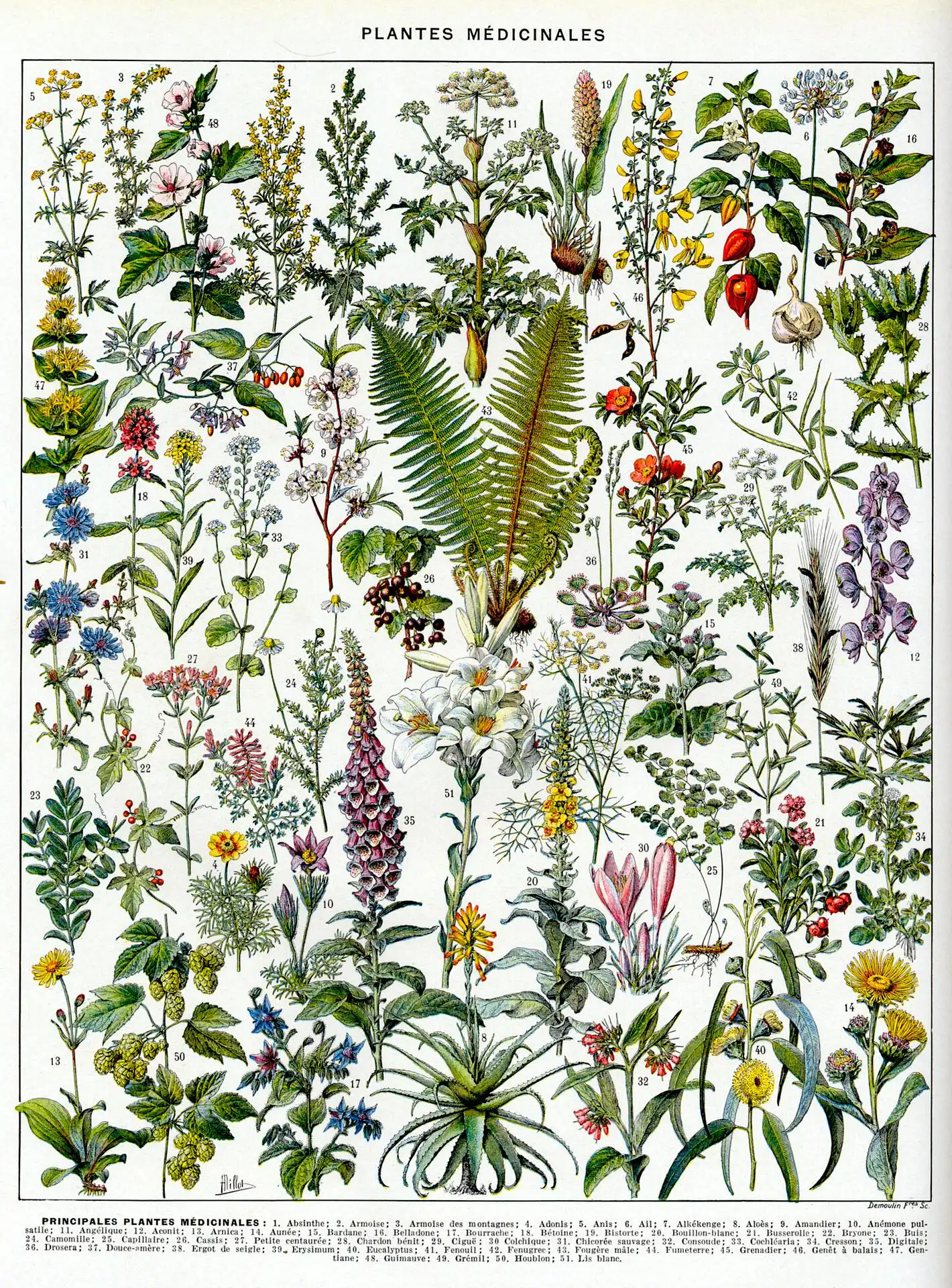 Adolphe Millot Champignons II-Copy Plantes médicinales - Image 1