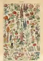 Adolphe Millot fleurs