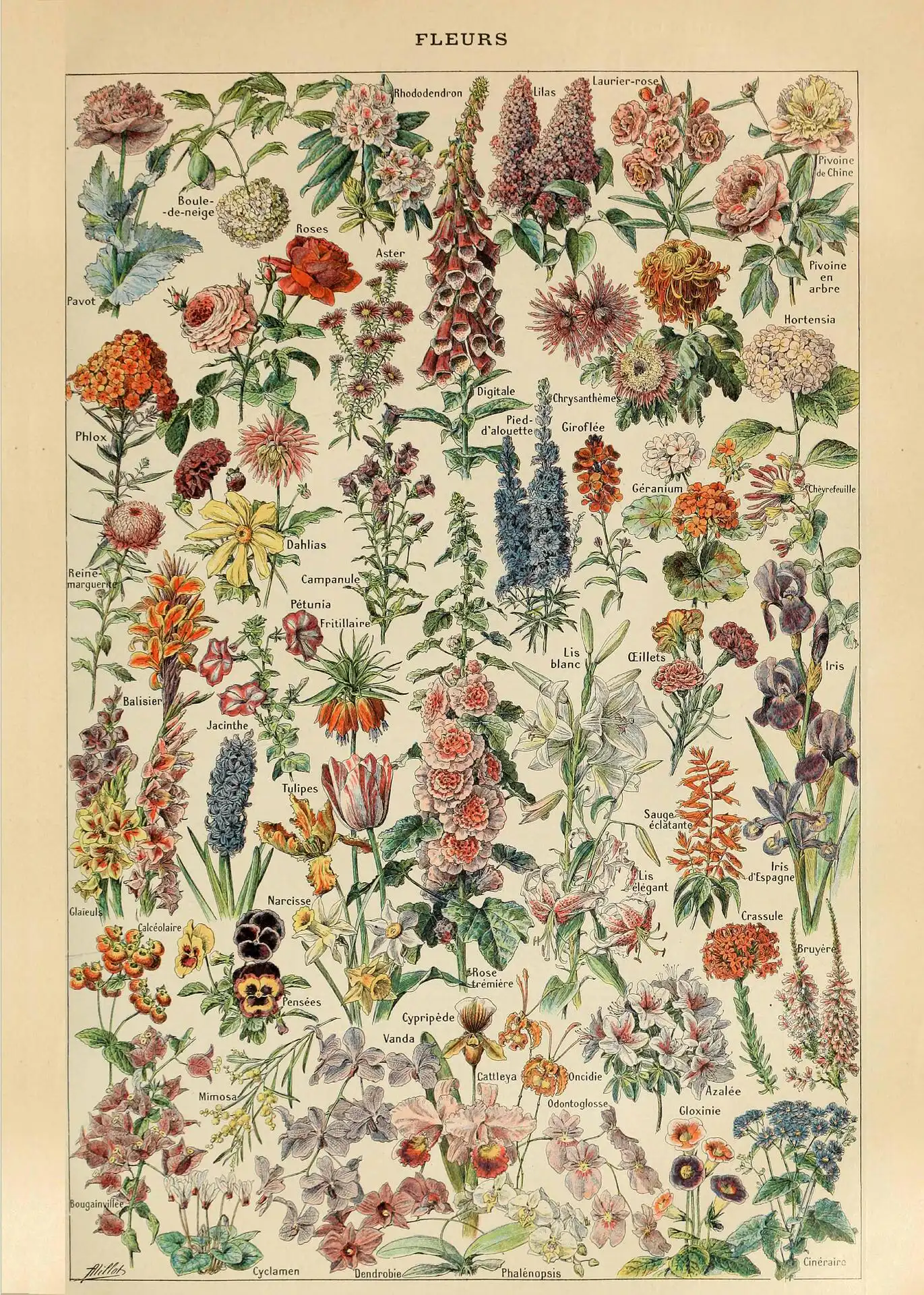 Adolphe Millot fleurs