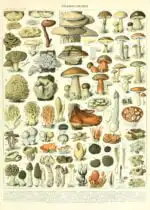 Adolphe Millot champignons