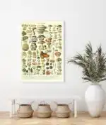 Adolphe Millot champignons - Image 2