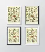 Adolphe Millot champignons - Image 3