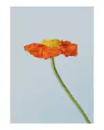 Aesthetic flower art print, orange poppy 2