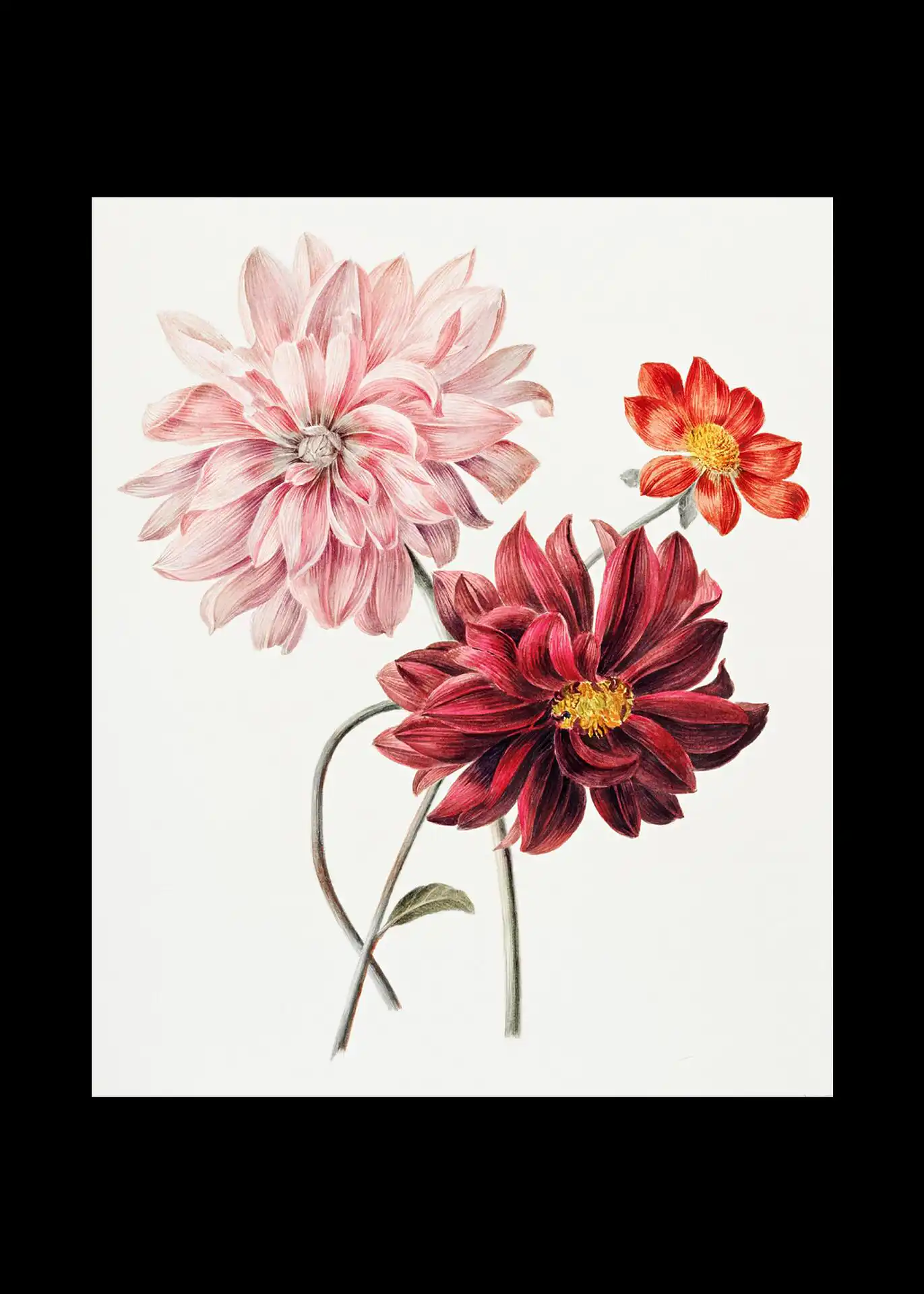 Dahlias Dahlias - Image 1