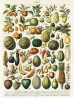 Fruits and vegetables from the book, Nouveau Larousse Illustre (1898)