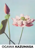 Lotus Flowers (1887–1897) by Ogawa Kazumasa