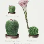 Rainbow Pincushion cactus and Easter lily