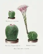 Rainbow Pincushion cactus and Easter lily