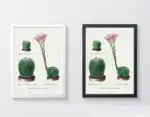 Rainbow Pincushion cactus and Easter lily - Image 3