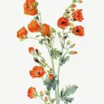 Scarlet Globe Mallow