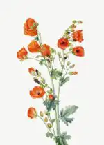 Scarlet Globe Mallow