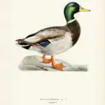 Mallard male