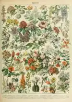 Adolphe Millot fleurs