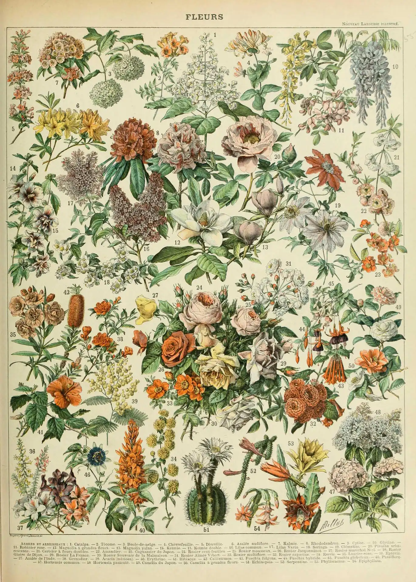 Adolphe Millot fleurs