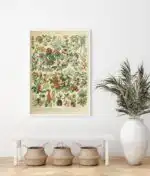 Adolphe Millot fleurs - Image 2