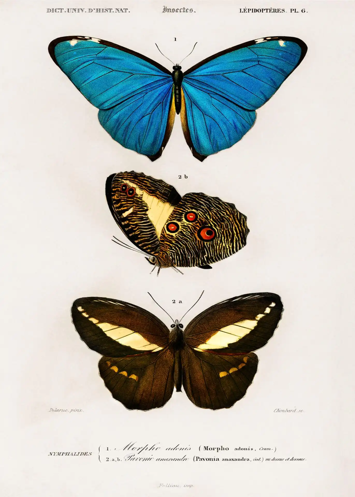 Different types of butterfly Different types of butterfly - Image 1