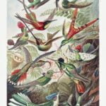 Trochilidae–Kolibris from Kunstformen der Natur (1904)