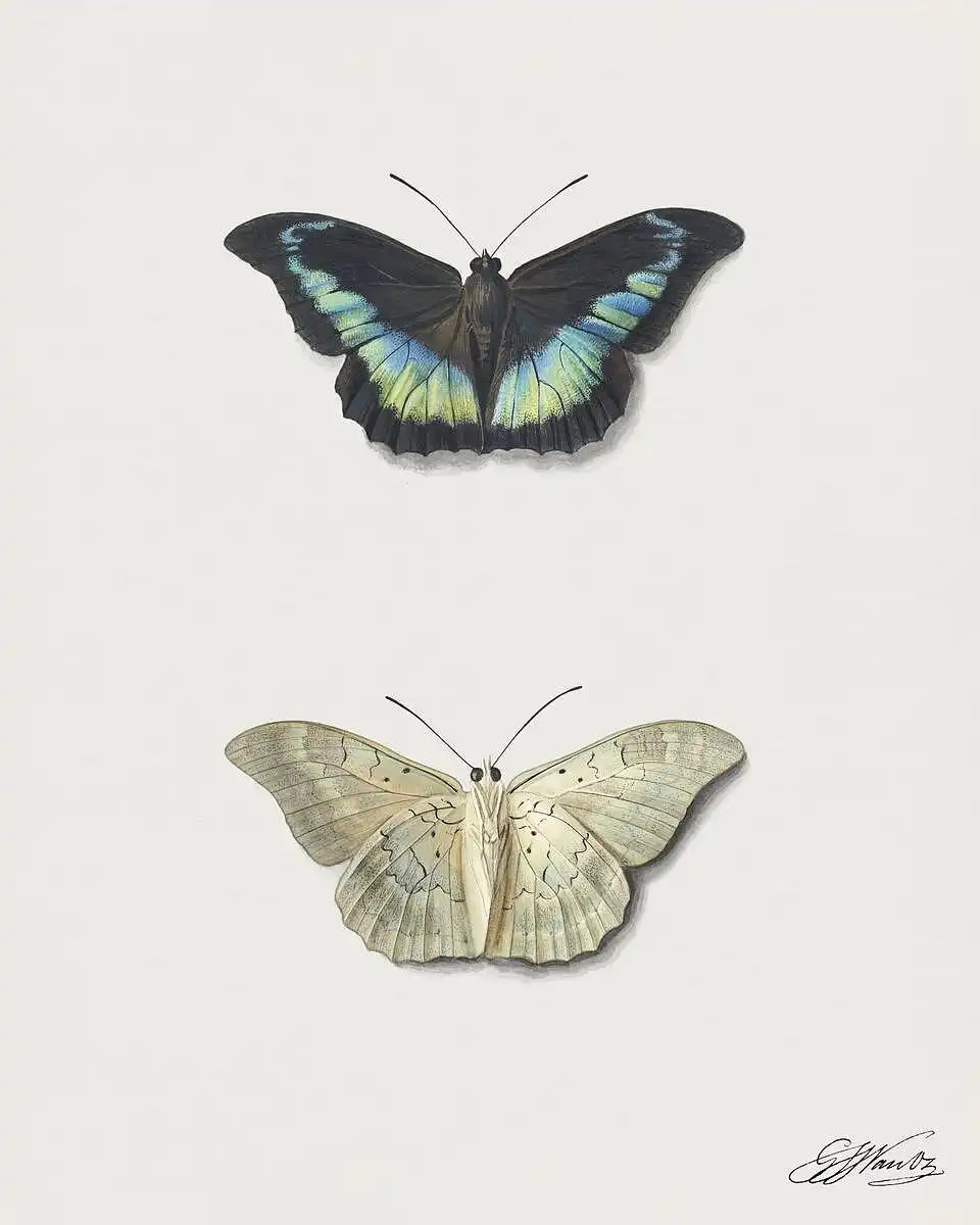 Boven- en onderaanzicht van een vlinder Boven- en onderaanzicht van een vlinder - Image 1