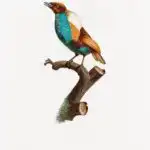 Magnificent bird of paradise, female