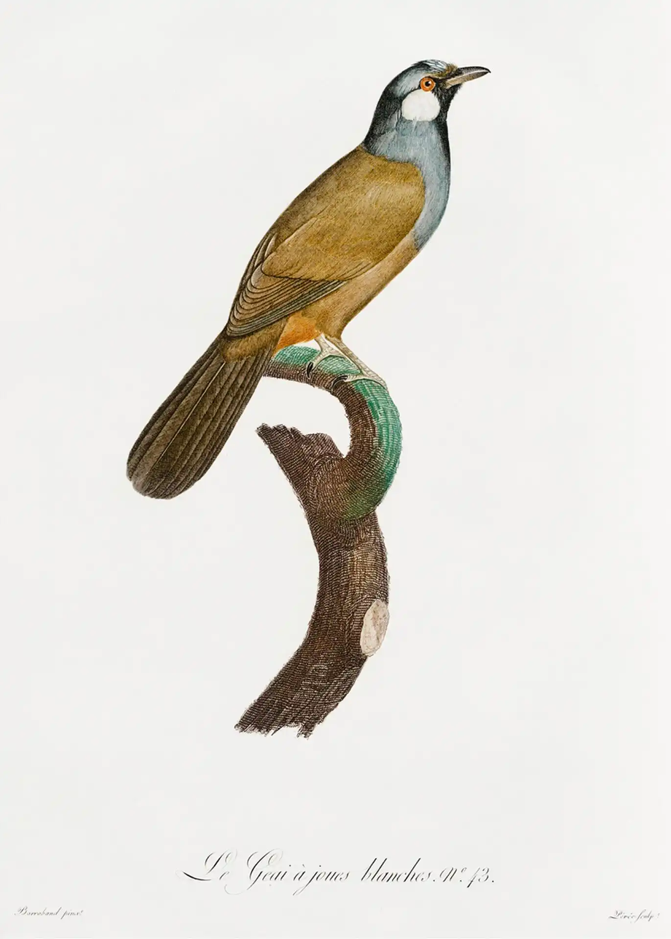 White-cheeked Jay White-cheeked Jay - Image 1