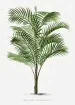 Vintage palm tree