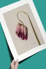 Aesthetic flower - Image 3