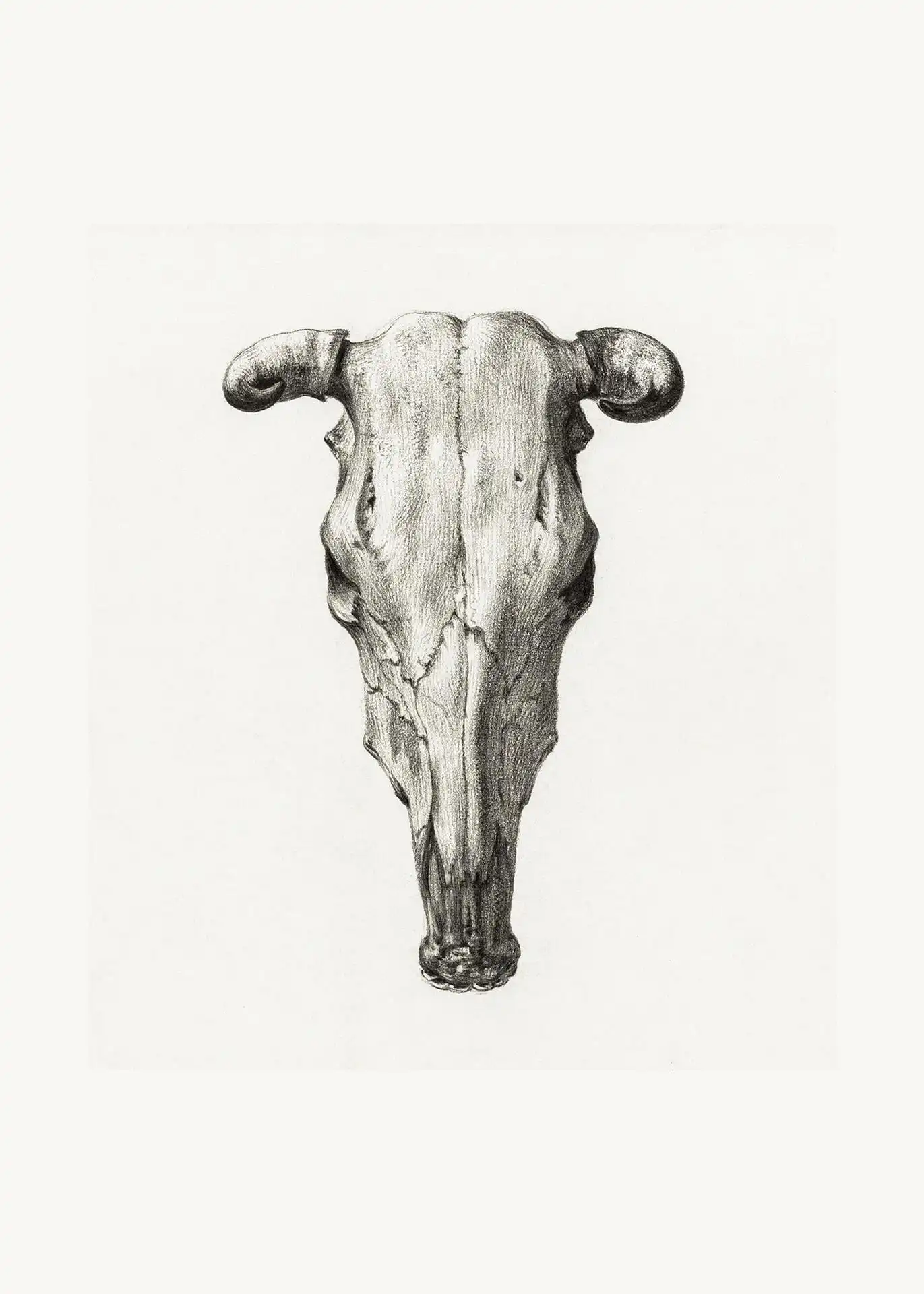 Skull of a cow (1816) Skull of a cow (1816) - Image 1