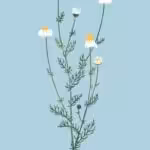 Botanical Art Poster #23