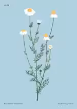 Botanical Art Poster #23