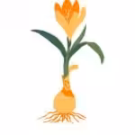 Botanical Art print #43