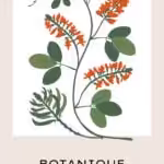 Botanique #6