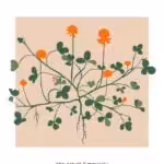 Botanical art print Printemps