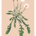 Botanical Print #34