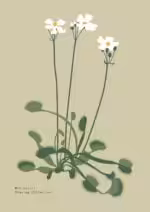 Botanical Poster #30