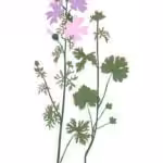 Botanical Art Print #17