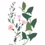 Fleur Sauvage Amsterdam